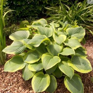 Hosta Abiqua Moonbeam kapers 2-barwna GMF Junior Hosta Abiqua Moonbeam kapers 2-barwna GMF Junior
