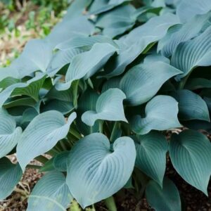 Hosta Blue Cadet niebieska 1 sztuka kapers GMF Junior Hosta Blue Cadet niebieska 1 sztuka kapers GMF Junior