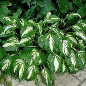 Hosta Mediovariegata biało/zielona 1 sztuka kapers GMF Junior Hosta Mediovariegata biało/zielona 1 sztuka kapers GMF Junior