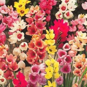 Ixia mix kolorów 20 sztuk kapers GMF Junior Ixia mix kolorów 20 sztuk kapers GMF Junior