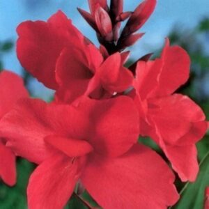 Kanna Crimson Beauty czerwony 1 sztuka kapers GMF Junior Kanna Crimson Beauty czerwony 1 sztuka kapers GMF Junior