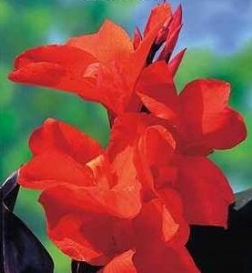 Kanna The President czerwony 1 sztuka kapers GMF Junior Kanna The President czerwony 1 sztuka kapers GMF Junior