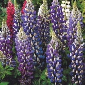 Lupinus Blue łubin niebieski 1 sztuka kapers GMF Junior Lupinus Blue łubin niebieski 1 sztuka kapers GMF Junior