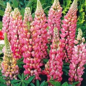 Lupinus Pink, łubin różowy 1 sztuka kapers GMF Junior Lupinus Pink, łubin różowy 1 sztuka kapers GMF Junior