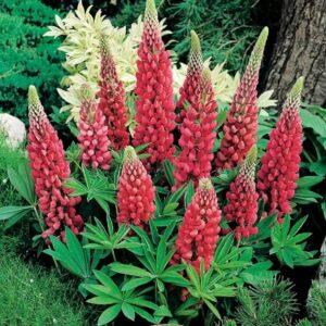 Lupinus Red, łubin czerwony 1 sztuka kapers GMF Junior Lupinus Red, łubin czerwony 1 sztuka kapers GMF Junior