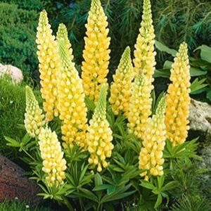 Lupinus Yellow, łubin żółty 1 sztuka kapers GMF Junior Lupinus Yellow, łubin żółty 1 sztuka kapers GMF Junior