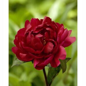 Piwonia Madame Gaudichau - czerwona 1 sztuka kapers GMF Junior Piwonia Madame Gaudichau - czerwona 1 sztuka kapers GMF Junior