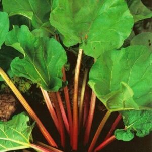 Rheum Red Champagne Rabarbar 1 sztuka kapers GMF Junior Rheum Red Champagne Rabarbar 1 sztuka kapers GMF Junior