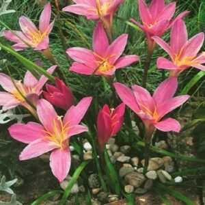 Zephyranthes Robustus- Robusta 10 sztuk kapers GMF Junior Zephyranthes Robustus- Robusta 10 sztuk kapers GMF Junior