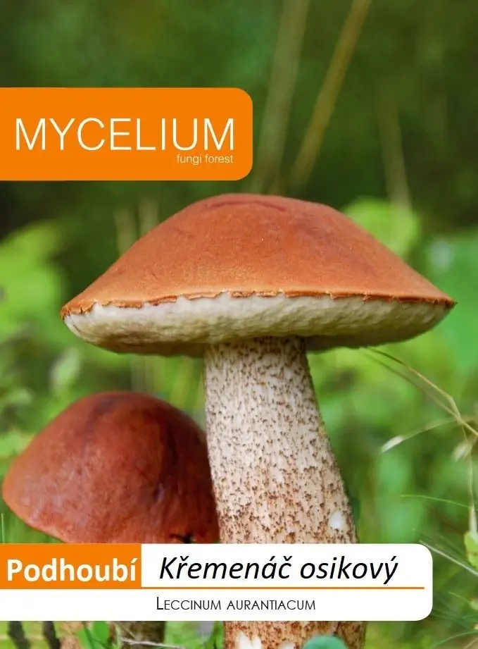 Grzybnia- Koźlarz Czerwony 10 g własne grzyby, Kozak Czerwony Grzybnia- Koźlarz Czerwony 10 g własne grzyby, Kozak Czerwony