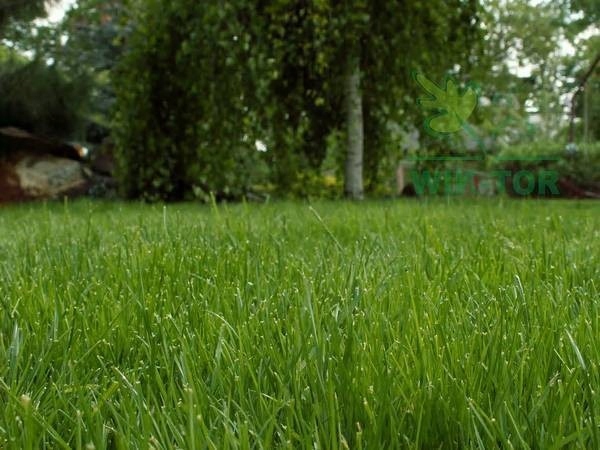 FruktoVit nawóz granulowany JESIENNY do Trawnika 25 kg FruktoVit nawóz granulowany JESIENNY do Trawnika 25 kg