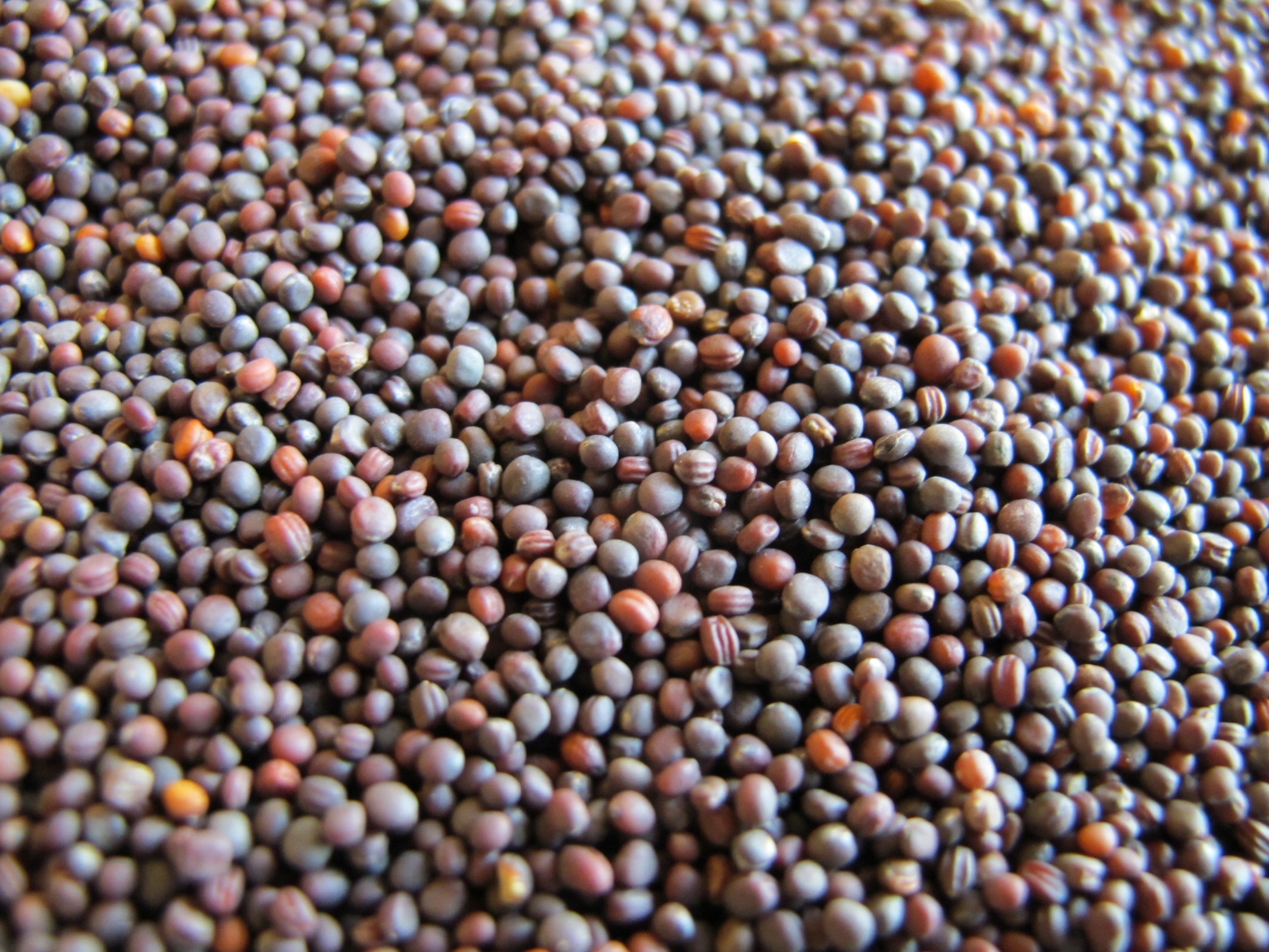 Nasiona Rzepa pastewna Rogowska 1 kg poplon Nasiona Rzepa pastewna Rogowska 1 kg poplon