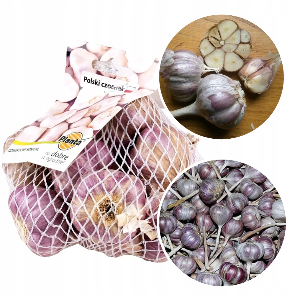 Czosnek zimowy Harnaś 250 g odmiana mrozoodporna 40-50 mm Czosnek zimowy Harnaś 250 g odmiana mrozoodporna 40-50 mm