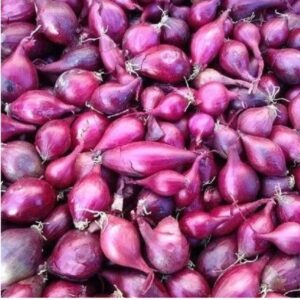 Cebula dymka czerwona Electric 250 g GMF 5-20 mm cebula zimująca Cebula dymka czerwona Electric 250 g GMF 5-20 mm cebula zimująca