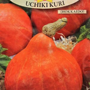 Nasiona Uchiki Kuri (Hokkaido) 3 g Roltico dynia bezwłóknista