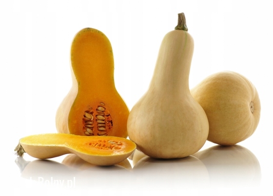 Nasiona Dynia Piżmowa Butternut 2 g Roltico nasiona warzyw Nasiona Dynia Piżmowa Butternut 2 g Roltico nasiona warzyw