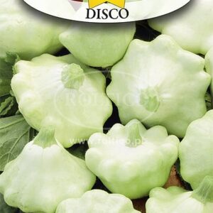 Nasiona PATISON DISCO 2 g Roltico dynia zwyczajna patison Nasiona PATISON DISCO 2 g Roltico dynia zwyczajna patison