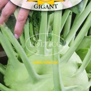 Nasiona kalarepa Gigant 2g Roltico nasiona kalarepy Nasiona kalarepa Gigant 2g Roltico nasiona kalarepy