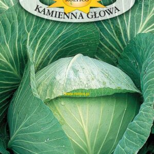 Nasiona Kapusta głowiasta Biała Kamienna Głowa 2 g Roltico Nasiona Kapusta głowiasta Biała Kamienna Głowa 2 g Roltico