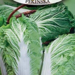 Nasiona Kapusta Pekińska Granat 1 g Roltico nasiona warzyw Nasiona Kapusta Pekińska Granat 1 g Roltico nasiona warzyw