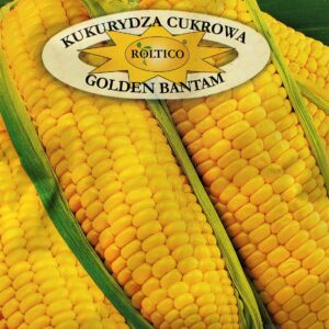 Nasiona Kukurydza cukrowa Golden Bantam 10 g Roltico Nasiona Kukurydza cukrowa Golden Bantam 10 g Roltico