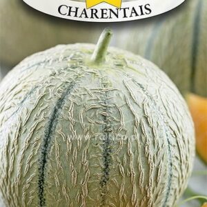 Nasiona Melon charentais 1g Roltico nasiona melona Nasiona Melon charentais 1g Roltico nasiona melona