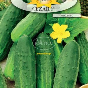 Nasiona Ogórek gruntowy Cezar F1 5 g Roltico nasiona warzyw Nasiona Ogórek gruntowy Cezar F1 5 g Roltico nasiona warzyw