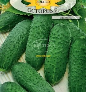 Nasiona Ogórek gruntowy OCTOPUS 1,5 g f1 Roltico BARDZO ODPORNY Nasiona Ogórek gruntowy OCTOPUS 1,5 g f1 Roltico BARDZO ODPORNY