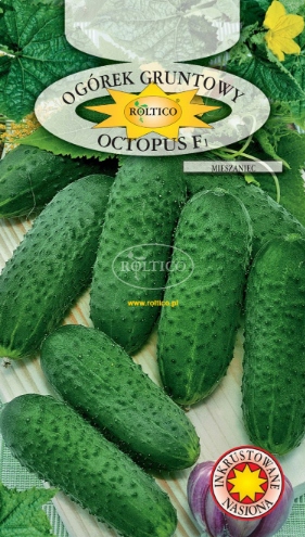 Nasiona Ogórek gruntowy OCTOPUS 1,5 g f1 Roltico BARDZO ODPORNY Nasiona Ogórek gruntowy OCTOPUS 1,5 g f1 Roltico BARDZO ODPORNY