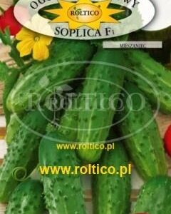 Nasiona Ogórek Soplica F1 5g Roltico średnio-wczesny, odporny Nasiona Ogórek Soplica F1 5g Roltico średnio-wczesny, odporny