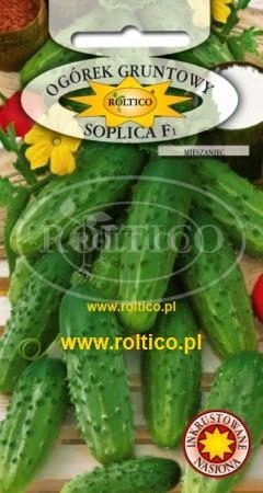 Nasiona Ogórek Soplica F1 5g Roltico średnio-wczesny, odporny Nasiona Ogórek Soplica F1 5g Roltico średnio-wczesny, odporny