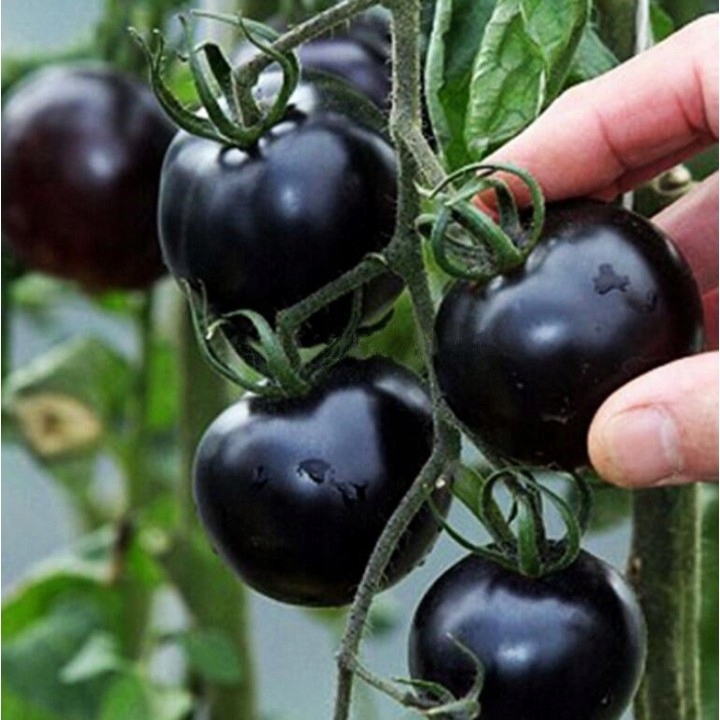 Nasiona Pomidory Black cherry 0,2 g Roltico pomidor koktajlowy czarny Nasiona Pomidory Black cherry 0,2 g Roltico pomidor koktajlowy czarny