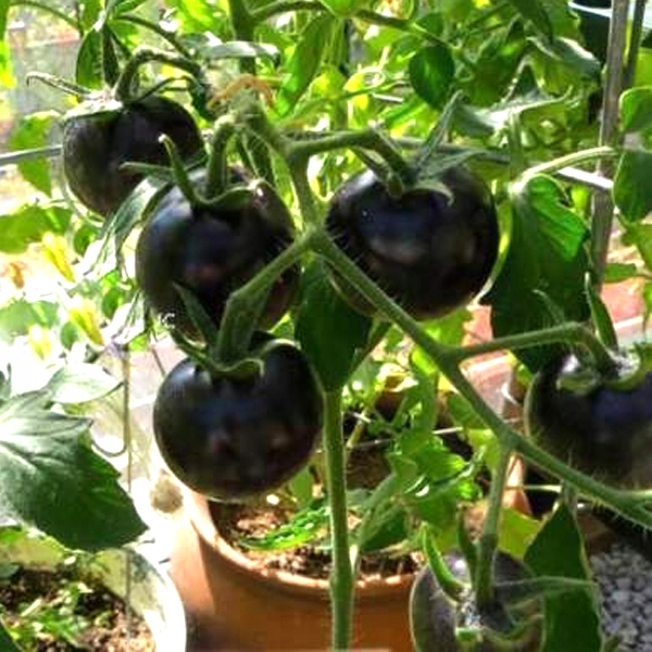 Nasiona Pomidory Black cherry 0,2 g Roltico pomidor koktajlowy czarny Nasiona Pomidory Black cherry 0,2 g Roltico pomidor koktajlowy czarny