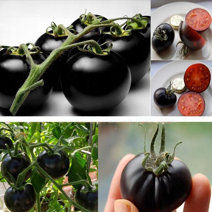 Nasiona Pomidory Black cherry 0,2 g Roltico pomidor koktajlowy czarny Nasiona Pomidory Black cherry 0,2 g Roltico pomidor koktajlowy czarny