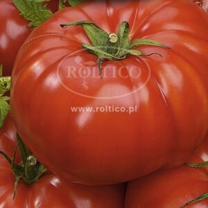 Nasiona Pomidor gruntowy MARMANDE 0,5 g ROLTICO wysoki DUŻE OWOCE Nasiona Pomidor gruntowy MARMANDE 0,5 g ROLTICO wysoki DUŻE OWOCE