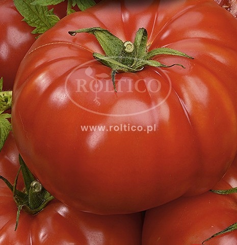 Nasiona Pomidor gruntowy MARMANDE 0,5 g ROLTICO wysoki DUŻE OWOCE Nasiona Pomidor gruntowy MARMANDE 0,5 g ROLTICO wysoki DUŻE OWOCE