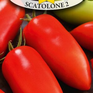 Nasiona Pomidor Scatolone 2, 0,5g Roltico pomidory wysokie, do suszenia Nasiona Pomidor Scatolone 2, 0,5g Roltico pomidory wysokie, do suszenia