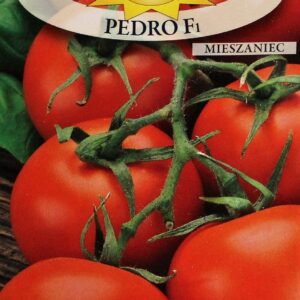 Nasiona Pomidor szklarniowy Pedro F1 0,1g pomidory późne Nasiona Pomidor szklarniowy Pedro F1 0,1g pomidory późne