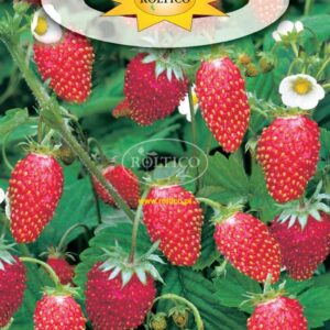 Nasiona Poziomka RUGIA 0,2g. - ROLTICO Nasiona Poziomka RUGIA 0,2g. - ROLTICO