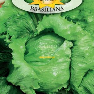 Nasiona Sałata Brasiliana 1 g Roltico sałata krucha lodowa Nasiona Sałata Brasiliana 1 g Roltico sałata krucha lodowa