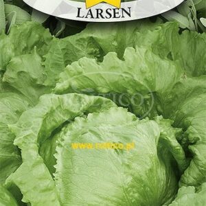 Nasiona Sałata Krucha Lodowa Larsen 1G Wczesna Roltico Nasiona Sałata Krucha Lodowa Larsen 1G Wczesna Roltico