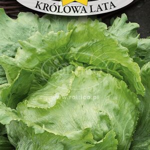 Nasiona Sałata Królowa Lata 1g nasiona inkrustowane Roltico sałata lodowa Nasiona Sałata Królowa Lata 1g nasiona inkrustowane Roltico sałata lodowa