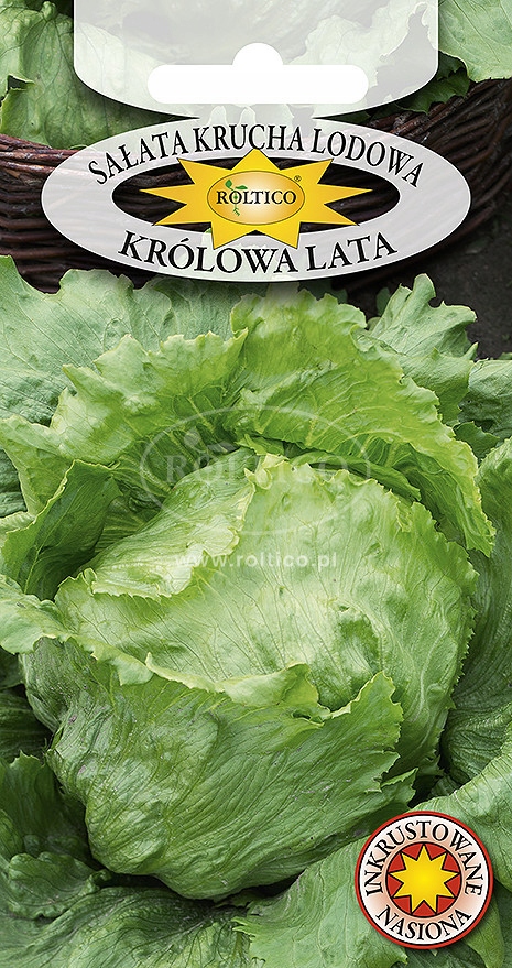 Nasiona Sałata Królowa Lata 1g nasiona inkrustowane Roltico sałata lodowa Nasiona Sałata Królowa Lata 1g nasiona inkrustowane Roltico sałata lodowa