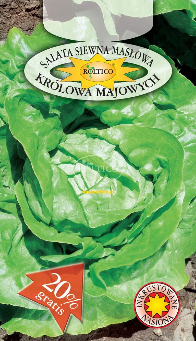 Nasiona Sałata Królowa majowych 1 g Roltico sałata masłowa Nasiona Sałata Królowa majowych 1 g Roltico sałata masłowa
