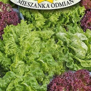 Nasiona SAŁATA LIŚCIOWA MIESZANKA ODMIAN MIX sałat 1g Roltico Nasiona SAŁATA LIŚCIOWA MIESZANKA ODMIAN MIX sałat 1g Roltico