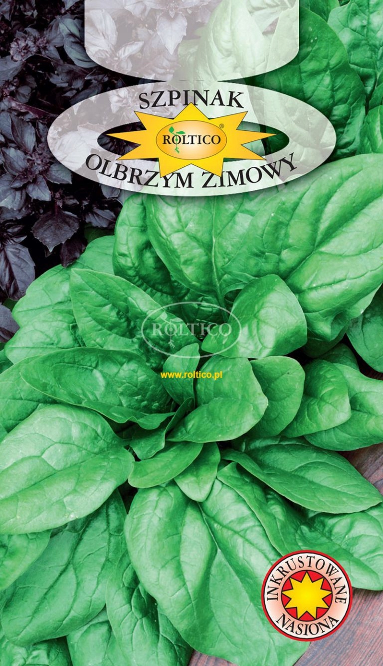 Nasiona Szpinak Olbrzym Zimowy 10 g Roltico Nasiona Szpinak Olbrzym Zimowy 10 g Roltico