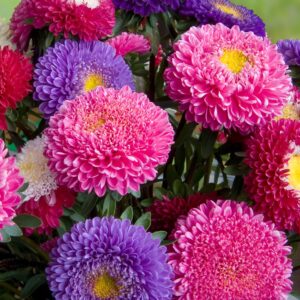 NASIONA KWIATY ASTER CHIŃSKI KARŁOWY MIX 1g Roltico NASIONA KWIATY ASTER CHIŃSKI KARŁOWY MIX 1g Roltico