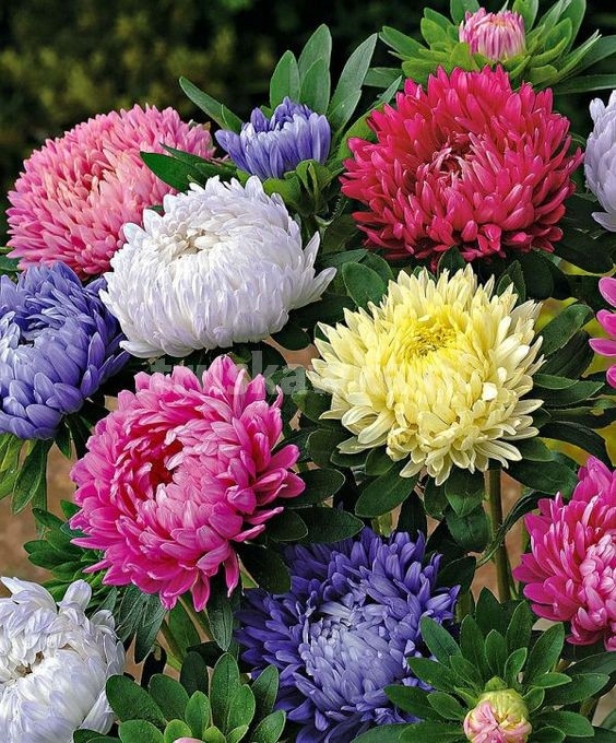 Nasiona KWIAT ASTER PEONIOWY MIX 1G ROLTICO Nasiona KWIAT ASTER PEONIOWY MIX 1G ROLTICO