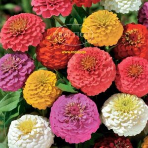 Nasiona CYNIA DALIOWA LILIPUT nasiona 0,5g mieszanka niska Roltico