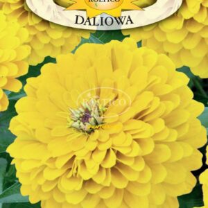 NASIONA KWIATY CYNIA DALIOWA ŻÓŁTA 1 g Roltico NASIONA KWIATY CYNIA DALIOWA ŻÓŁTA 1 g Roltico